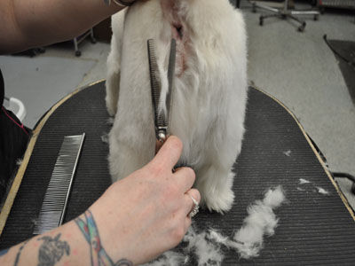 Pet Westie Trim